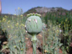 Opium poppy