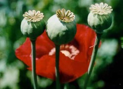 opium plant